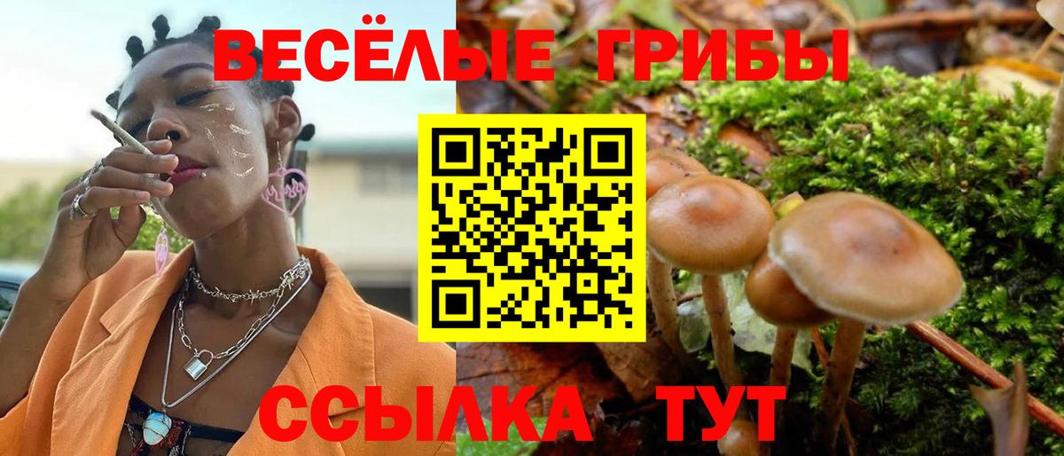где можно купить наркотик  Вход с VPN  Богородицк  Галлюциногенные грибы Psilocybe 
